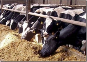 feeding cows