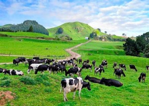 koeien in wei NZ
